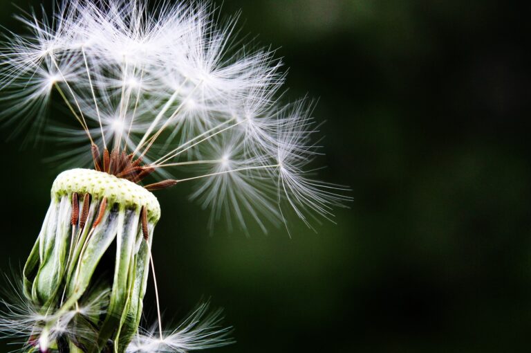 Best Air Filters to Alleviate Fall Allergies in North Carolina