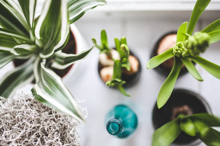 Breathe Easy: Indoor Plants and IAQ