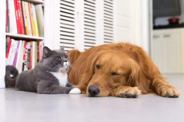 Maintaining Your HVAC in a Home with Pets