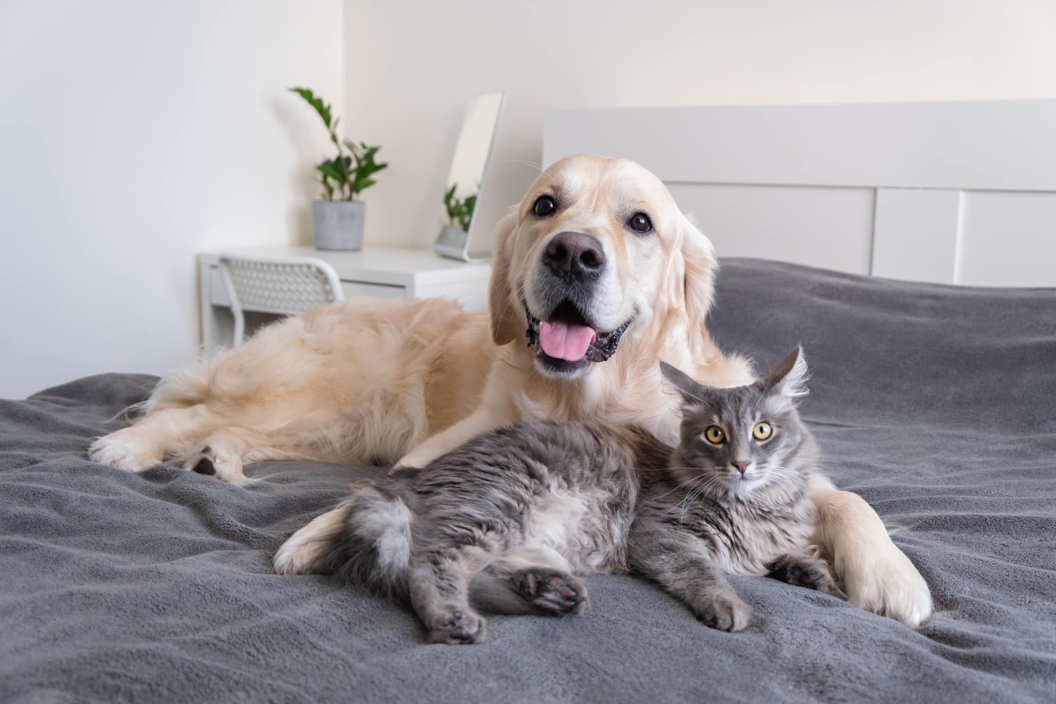 Know How Pet Hair Affects the Efficiency of Your HVAC System