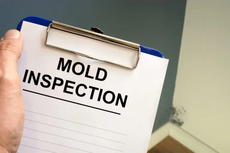 The Dangers of Mold in Your Home or Business